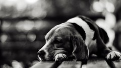 Nature Animals Puppies Dogs monochrome beagle