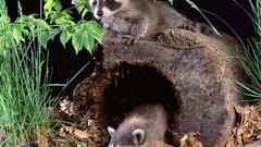Nature Animals raccoons
