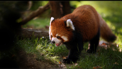 Nature Animals red pandas