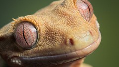 Nature Animals reptilians