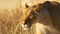 Nature Animals Sahara Africa Lions hunt