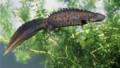 Nature Animals Salamander amphibians