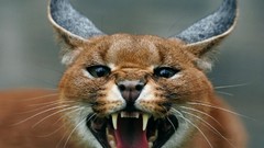Nature Animals Scream screaming caracal