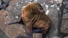 Nature Animals sea lions baby animals
