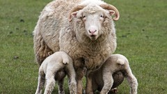 Nature Animals sheep lambs baby animals