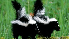 Nature Animals skunks