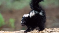 Nature Animals skunks
