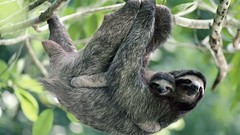 Nature Animals sloth baby