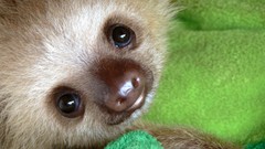 Nature Animals sloth baby animals