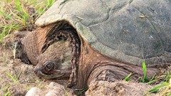 Nature Animals snapping turtles