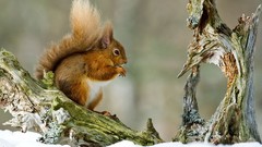 Nature Animals squirrels