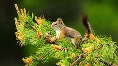 Nature Animals squirrels depth