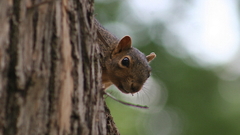Nature Animals squirrels tree