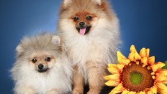 Nature Animals Sunflowers Puppies Dogs pomeranian