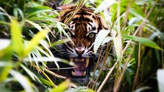nature Animals tiger depth of field Plants roar big cats teeth