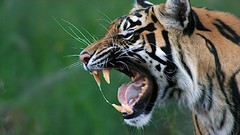 Nature Animals Tigers roar