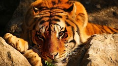 Nature Animals Tigers sunlight wild animals wildlife
