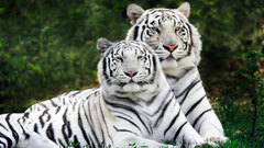 Nature Animals Tigers white