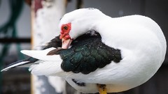 Nature Animals Trinidad and Tobago Port of Spain