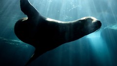 Nature Animals underwater sunlight sea lions