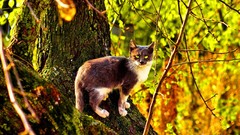 Nature Animals wall cats animal world