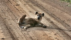 Nature Animals wall hyenas