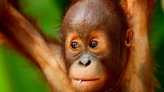 Nature Animals wall orangutans