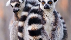 Nature Animals white lemurs lemur sitting wildlife primate
