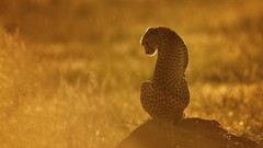 Nature Animals wild cats sunlight cheetahs wildlife