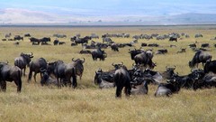 Nature Animals wildebeest