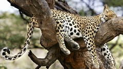 Nature Animals wildlife Leopards