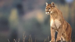 Nature Animals wildlife mountain lions