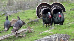 Nature Animals wildlife Turkey bird