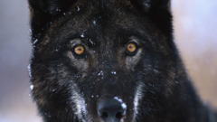 nature Animals wolf Mammals animal eyes