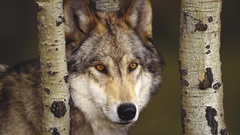 Nature Animals Wolves