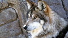 Nature Animals Wolves