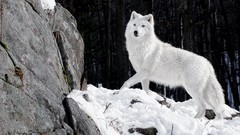 Nature Animals Wolves White Wolf