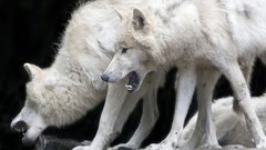 Nature Animals Wolves White Wolf