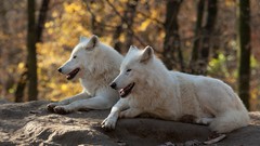 Nature Animals Wolves White Wolf