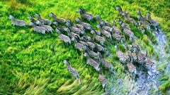 Nature Animals zebras HDR Photography Grassland