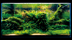 Nature aquarium like amazing aquariums does ada