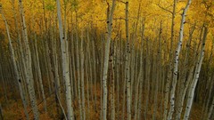 Nature autumn birch national geographic forests