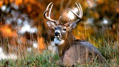 Nature autumn deer