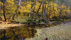 Nature autumn forest rivers