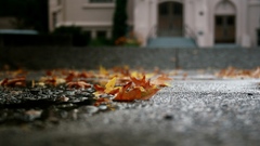 Nature autumn leaves depth