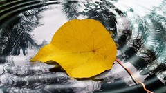 Nature autumn leaves ripples