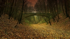 Nature autumn paths Falling