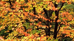 Nature autumn Portland Washington Parks beech