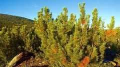 Nature autumn siberia