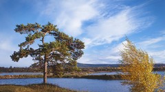 Nature autumn siberia